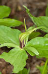 Green trillium